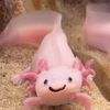 axolotlszn