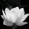 mantang5497