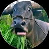 yornsamass