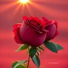 urmi.chaudhary14