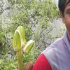 mb.saiful548626