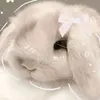isabellafofa14