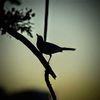 bird_of_night4