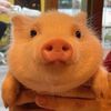 peppa.siu.bo