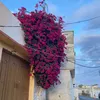 leonlolo7