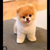 doggy0820