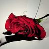 farimah.yousufi