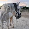 lila_et_les_chevaux
