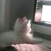 r_ilu6