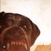 cujo1111111