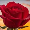 tania.sultana7831