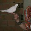lamis622