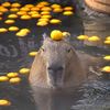 tuffcapybara