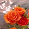 .r.brar