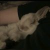 bunny98263921