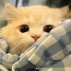 abeera_mademoiselle