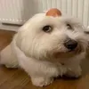 poland_and_china