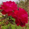 zain.gujjar3272
