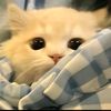 cimolnyawafne8