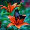 mehoangduc_14