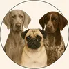 cassy_meggie_daisy