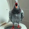 smalar69_