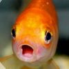goldfish2297