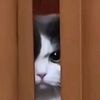 walddd_user__am025