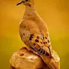 najlamedshrif
