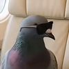 coolpigeon67