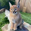 shlepa_catt