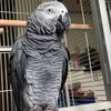 birdguy20