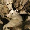 collie_issilly