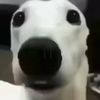 daviiiidgoatseph