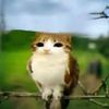 cateater40