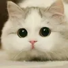 mira_cat301