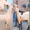 qazi.animal.place