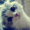 liaspacee_
