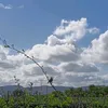 naturebug1