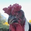 theangryroosterfarm
