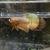 imam_betta.fish69