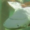 lemonshark896