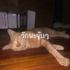 user7516719070196