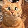petslovetime.funny7