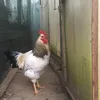 susy_chicken