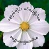 sabal.phyu781