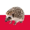 polish_hedgehog