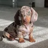 dollythedachshund0