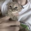 maj00_twice