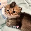joyride_bitches